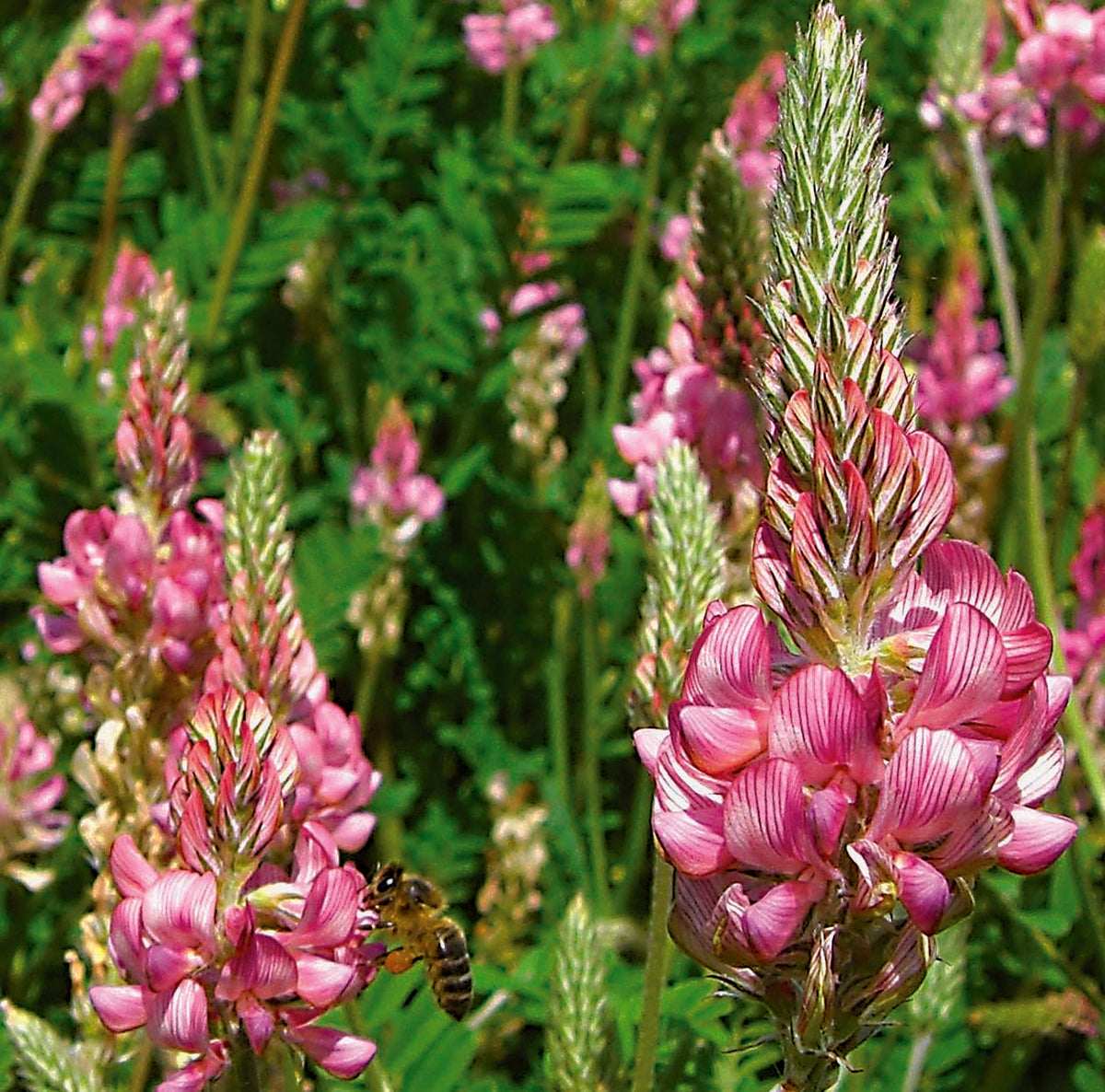planting sainfoin seed SAINFOIN SEED – Farmers Daughters Seeds
