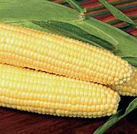 BODACIOUS SWEET CORN 1/2 LB.