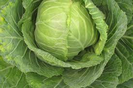 Cabbage Copenhagen Market Variety