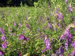 HAIRY VETCH (COATED) 5 LB