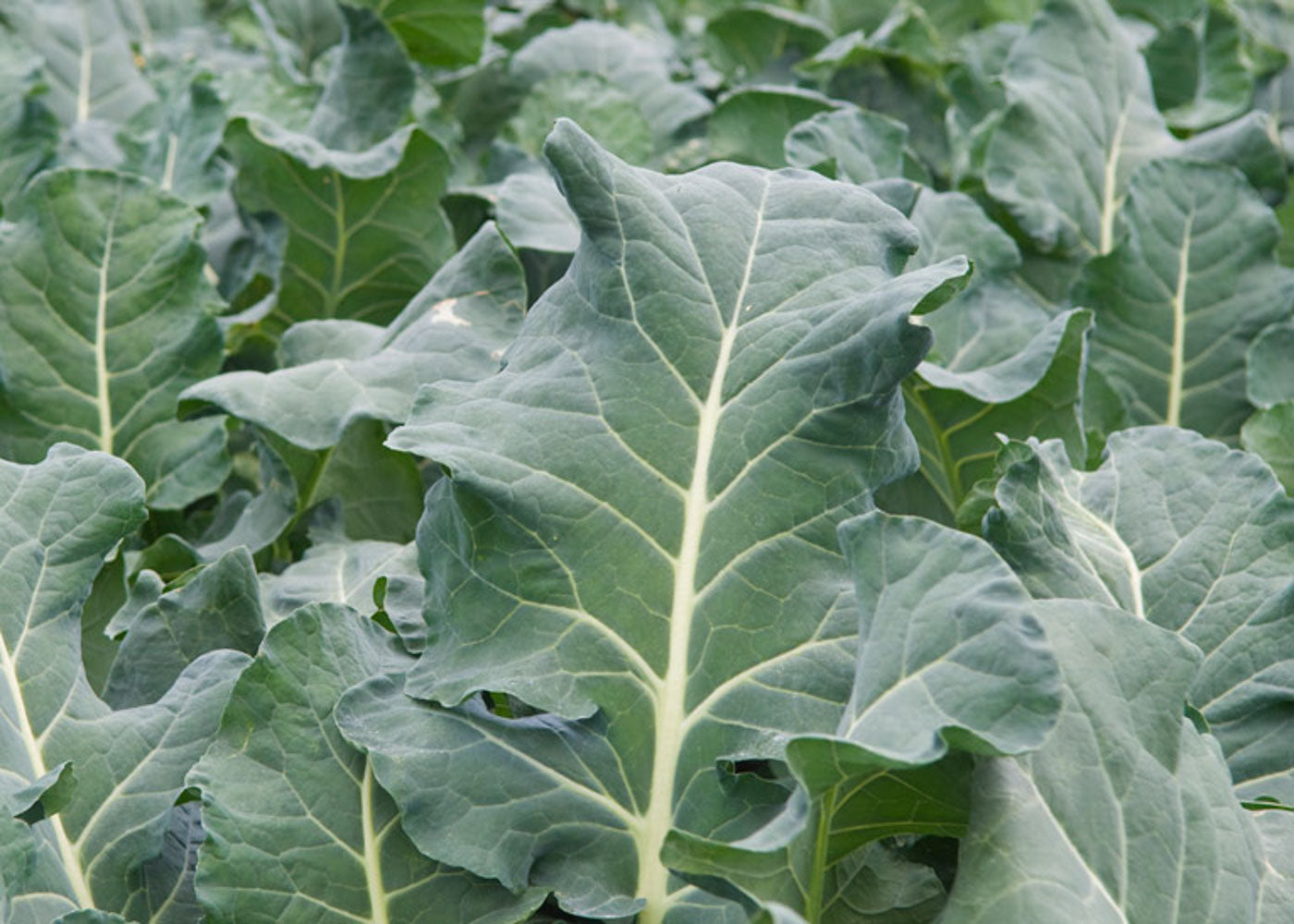 IMPACT FORAGE COLLARDS – Farmers Daughters Seeds