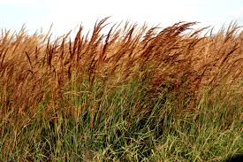 INDIAN GRASS SEED