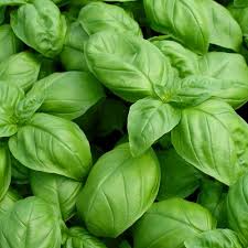 Basil, Italian 1 OZ.