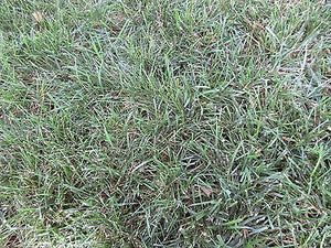 Falcon IV Turf Type Fescue Seed