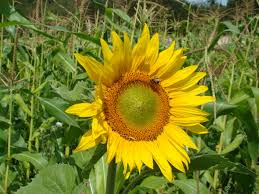 peredovik sunflower seeds for planting PEREDOVIK SUNFLOWER SEEDS – Farmers Daughters Seeds