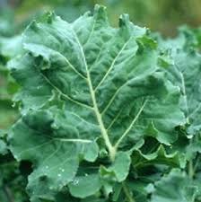 KALE - VARIETY DEPENDS