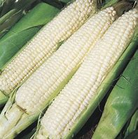 SILVER QUEEN SWEET CORN 1/2 LB.