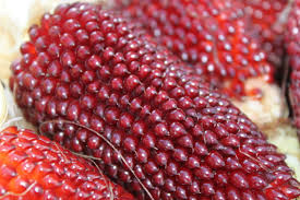 Strawberry Corn Variety