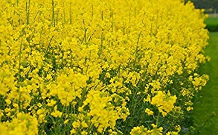 Domain Outdoor Food Plot Seed Big Sexy 3lb Jug (Plants 1/2 ACRE) - Farmstead Outdoors Domain Outdoor Food Plot Seed Big Sexy 3lb Jug (Plants 1/2 ACRE) - Farmstead Outdoors