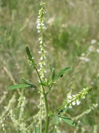 WHITE BLOSSOM SWEET CLOVER SEEDS