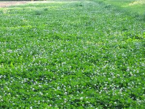 WHITE CLOVER SEED