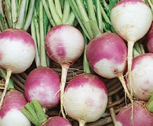 WHITE GLOBE PURPLE TURNIP