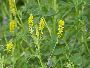 YELLOW SWEET CLOVER SEED (COATED)