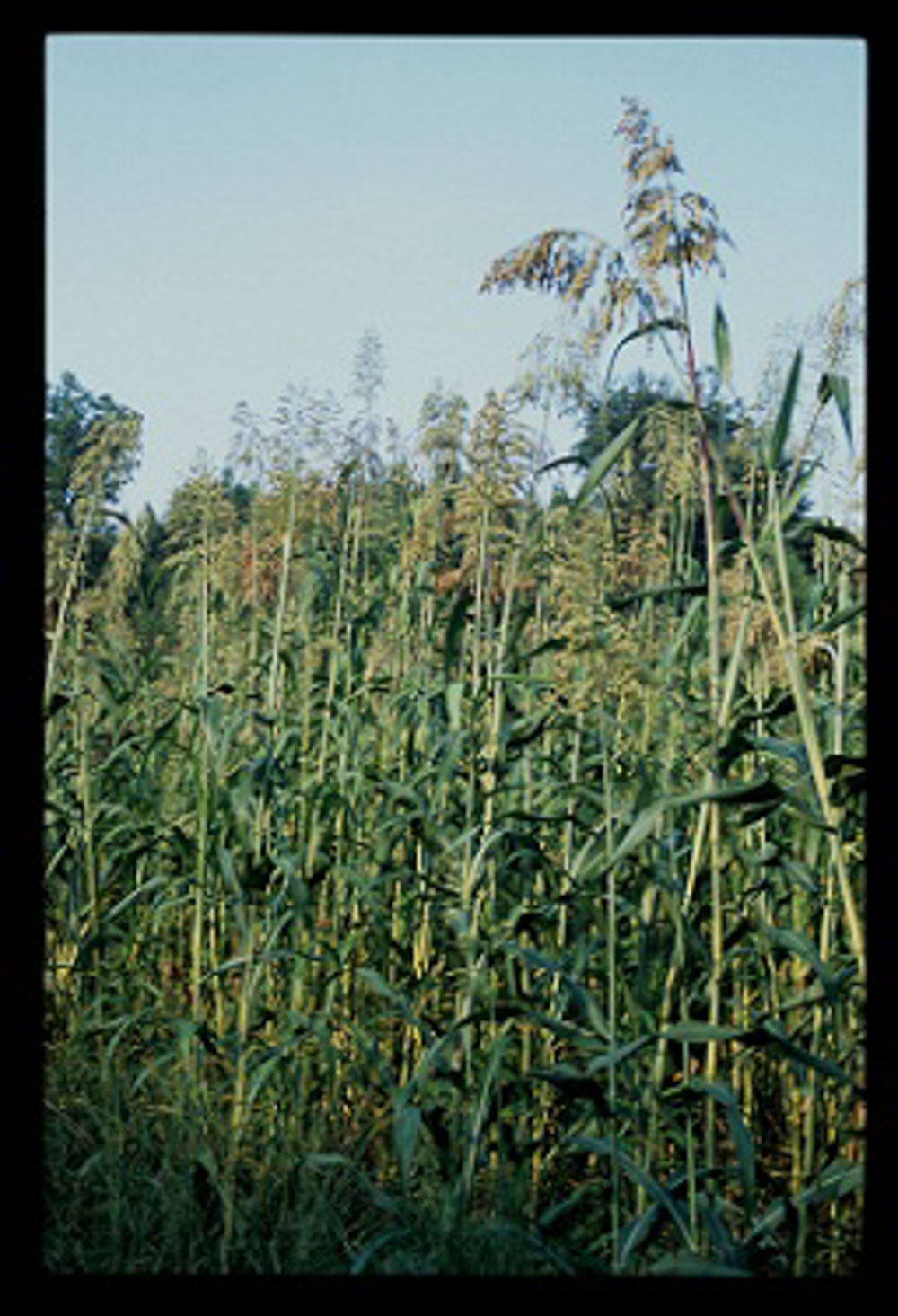 Egyptian Wheat Seed