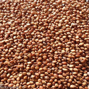 Egyptian Wheat Seed