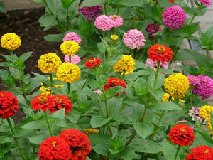 Zinnia Lilliput Seeds 1 oz.